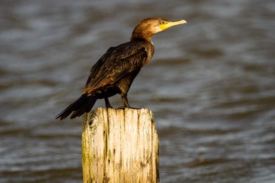 棕色和黑色的鸟在棕色的木柱上